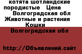 котята шотландские породистые › Цена ­ 1 000 - Волгоградская обл. Животные и растения » Кошки   . Волгоградская обл.